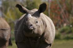 Une saison au zoo