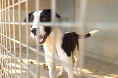 Sans collier : chiens et chats à adopter