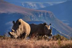 Au secours de la faune africaine