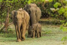 Au secours de la faune africaine