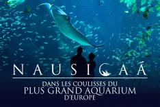 Nausicaá, dans les coulisses du plus grand aquarium d'Europe