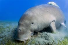 Dugong blues, les dernières sirènes de Mayotte