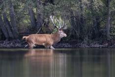 Sa majesté le cerf