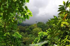 La forêt tropicale humide du Costa Rica