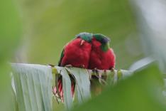 Ura, sauver l'oiseau sacré des australes