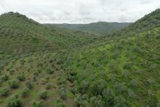 La forêt minuscule