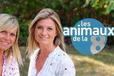 Les animaux de la 8