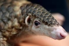 Le Viêtnam au chevet des pangolins