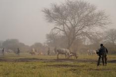 Sur la piste du dernier rhinocéros blanc