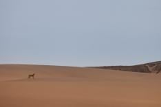 Les lionnes de Namibie : Reines de la côte des Squelettes