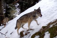 Vivre avec les loups