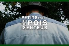 Petit pois et pois de senteur