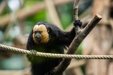 Une saison au zoo