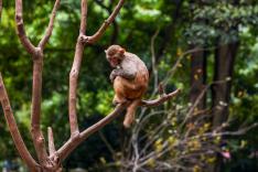 Une saison au zoo