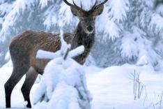 Winter am Alpenrand