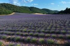 Des racines et des ailes