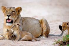 L'homme, le loup et le lion