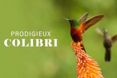 Prodigieux colibris