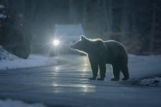 Bärenalarm in Transsilvanien