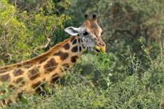 Le goût de la savane : Herbivores et carnivores, festins croisés