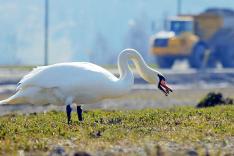 Le retour des oiseaux : Quand la nature reprend ses droits