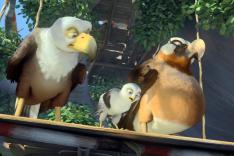 Drôles d'oiseaux