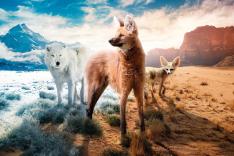 Natuur op 2: Dogs in the Wild - Meet the Family