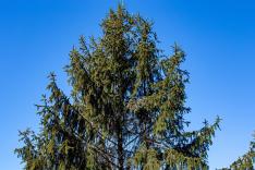 A côté de l'arbre