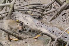 La vie secrète des mangroves