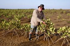 La vie secrète des mangroves