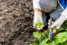 Gartenzeit