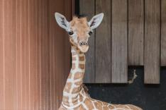 Une saison au zoo