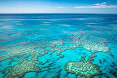 Fascinante barrière de corail