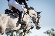 Equitation : The Dutch Masters