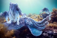 Planète bleue