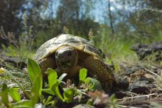 Alaïs, tortue sauvage de Provence