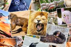 Les héros des animaux