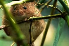 Constructions animales
