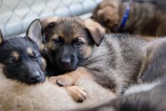 L'école des chiots