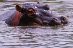 Top 10 des animaux