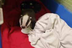 SOS animaux sauvages