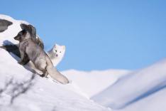 Kina & Yuk : renards de la banquise