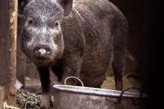 Animaux de compagnie : leur vie secrète