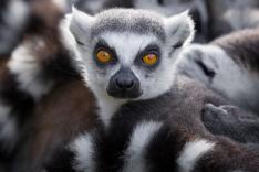 Une saison au zoo