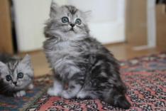 Une vie de chaton