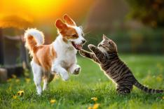 Le grand bêtisier des animaux