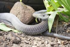 Snakes in the City