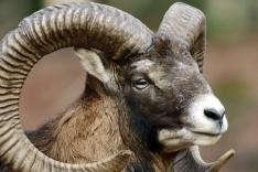 Les animaux sauvages d'Europe