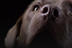 Animaux de compagnie : leur vie secrète