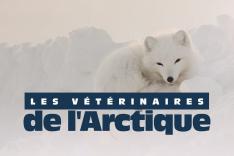 Vétérinaires de l'Arctique